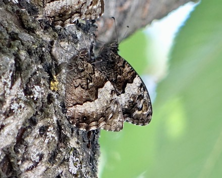woodland grayling